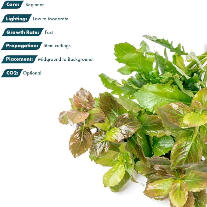 SubstrateSource Live Aquarium Stem Plants - Freshwater Aquatic Plant for Fish Tanks, Aquascaping - (Water Wisteria Hygrophila Difformis, 1 Bunch)