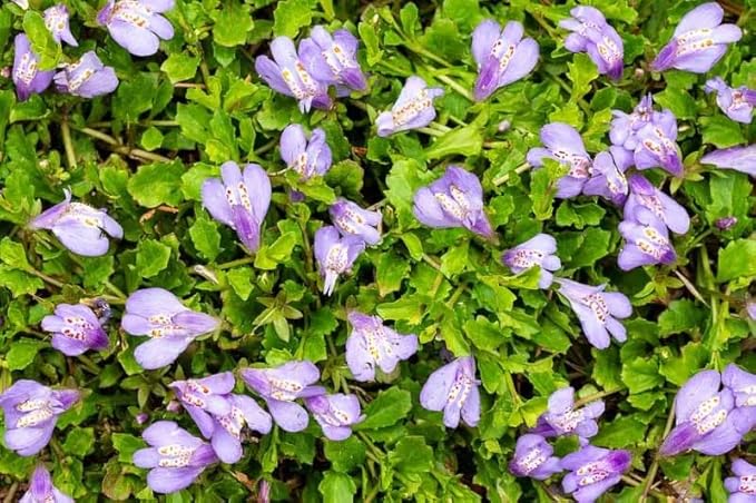 RedCrocus Creeping Mazus Mazus reptans 'Blue' | Ground Cover, Border Plant, Rock Garden | Evergreen, Pollinator Attractant, Pet Safe 1 Quart (Pack of 12)