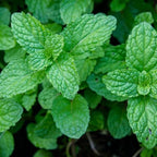 Peppermint Plants Live, Mint Plants for Inside and Home Décor, 3-Inch Potted Fresh Herb for Kitchen Gardens and Indoor Outdoor Growing