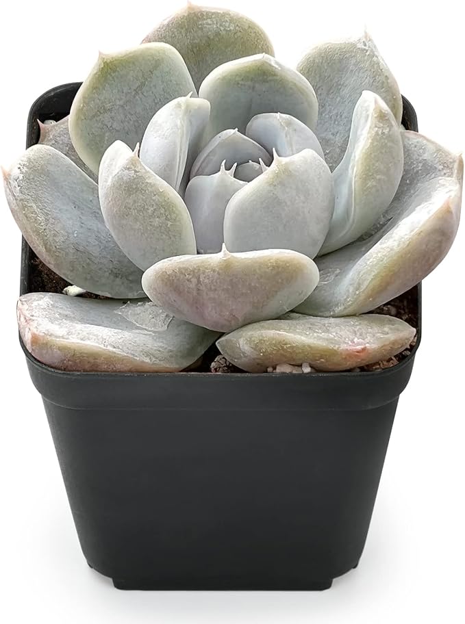 Sprout N Green Echeveria 'Snow Bunny', Live Succulent Fully Rooted in 2" Pot with Soil, House Plant for Indoor Outdoor Home Office Wedding Decoration Party Favor, Pets Friendly, Easy to Care