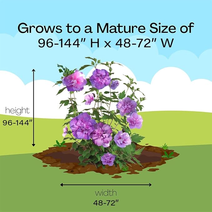 Proven Winners 2 Gal. Dark Lavender Chiffon Rose of Sharon (Hibiscus) Shrub