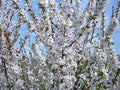 Live Nanking Cherry Shrub Tree, 12-18 Inches, Hardy Perennial Starter Plant, Fast-Growing, Pack of 3