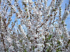 Live Nanking Cherry Shrub Tree, 12-18 Inches, Hardy Perennial Starter Plant, Fast-Growing, Pack of 3