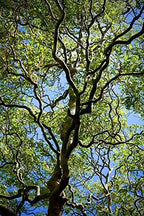 5 Willow Trees- Ready to Plant - 2 Weeping Willow Trees + 2 Austree Hybrid Willow Trees + 1 Corkscrew Willow Tree - Indoor Outdoor Live Trees - Bonsai Starts