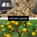Dwarf Lemon Bonsai Tree Seeds, 20 Seeds, Grow a Delicious Fruit Bearing Bonsai Tree, Great for Home Gardening