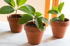 Elevate Your Plant Propagation Success with Gardenera's Premium Potting Mix: Canadian Peat Moss, Perlite, Warm Castings, and Lime - 4 Quart