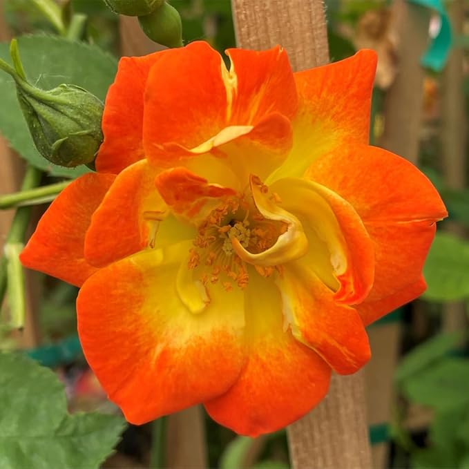 Multi-Colors Climbing Roses Live Plants 7 Months Old, Rose Bushes Ready to Plant 5-9" Tall, Very Fragrant, Can Grow As Climber or Bush Tree or Trellises, Walls, Fences