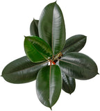 Shop Succulents Ficus Burgundy Rubber Tree, Live Indoor Floor Plant, Trendy Living Room or Office Decor, Tropical Houseplant Potted in Soil with Grower Pot, Garden and New Home Gift, 6 Inch Pot