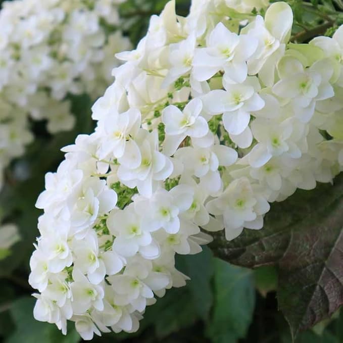 Hydrangea Live Plant, 6-12 Inch Tall, Hardy Flowering Shrub in 2.5" Pot, Outdoor Garden Hydrangea Bush (Oakleaf Hydrangea)