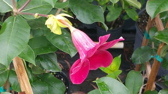Allamanda Red Live Plants - Pack of 2 Live Plants - 4-6 Inches Tall - Vibrant Red Blooms, Great for Containers, Easy to Grow