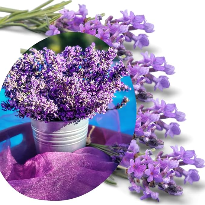 4 Lavender Plants Live Starter Plants 4-6" in Tall, Hardy Perennial Lavender for Garden and Landscape with Fragrant Purple Blooms, No Pot (Random)