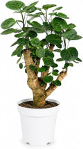 Ming Aralia Fabian Stump Bonsai Tree Live Plant - Plants Live Houseplants - Aralia Ming Fabian Stump Plant Gift, Elegant Bonsai for Indoor Spaces, Live Bonsai Plant Decor