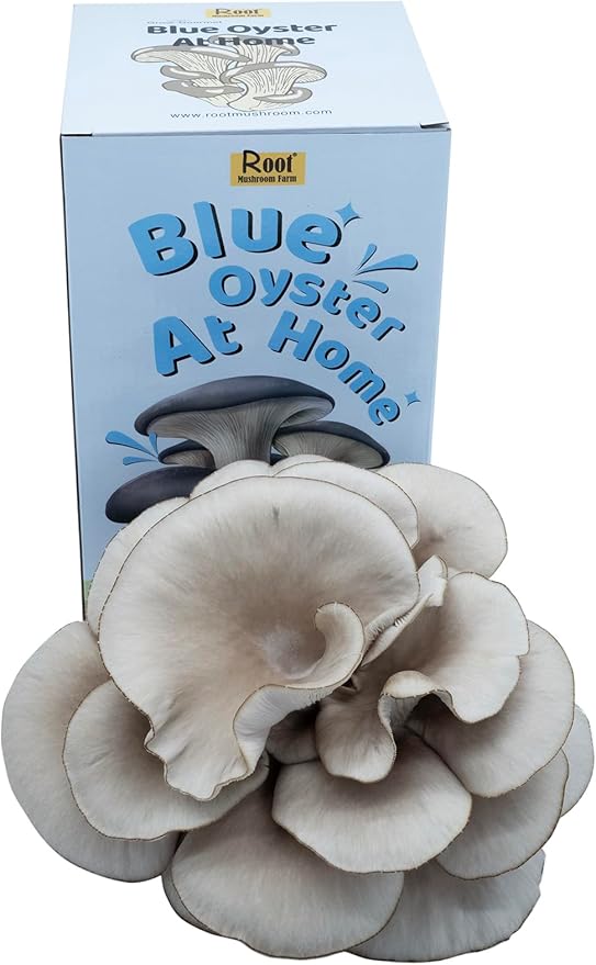 Root Mushroom Farm— Blue Oyster Mushroom Grow kit/ 3.2 pounds Log/Multiple flushes/Everything Included