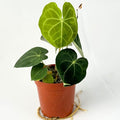 Anthurium Clarinervium Live Plant – Rare Dark Green Anthuriums Live Plants - Exotic Indoor Tropical Houseplant for Collectors, Home & Garden Decor (Heat Pack Included)