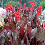 Canna 'Compact Australia', a Great Live Pond Plant for Your Water Garden. Filters The koi and Goldfish Pond. Good for Bogs, Plant Shelf or Shallow Water This marginal Aquatic is a Real Beauty