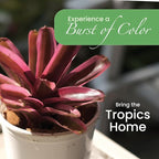 American Plant Exchange Live Bromeliad Fireball Neoregelia Plant, Plant Pot for Home and Garden Decor, 6" Pot