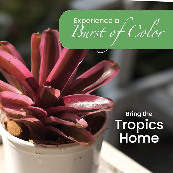 American Plant Exchange Live Bromeliad Fireball Neoregelia Plant, Plant Pot for Home and Garden Decor, 6" Pot