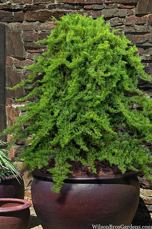 RedCrocus Greenmound Juniper – Evergreen Ground Cover, Drought Tolerant, Pet Safe, Suitable for Containers & Landscaping, Zone 5-9 3 Gallon