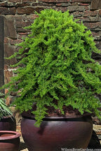 RedCrocus Greenmound Juniper – Evergreen Ground Cover, Drought Tolerant, Pet Safe, Suitable for Containers & Landscaping, Zone 5-9 3 Gallon