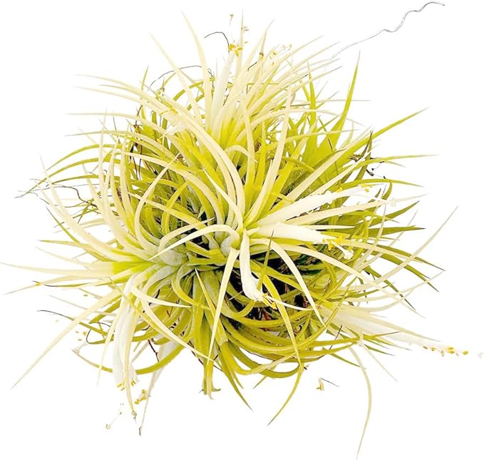 ragnaroc Air Plants - Tillandsia Ionantha Druid Ball, Jumbo 6-9" - 1ct - Live Arrival Guaranteed - House Plants for Home Decor & Gift