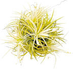 ragnaroc Air Plants - Tillandsia Ionantha Druid Ball, Jumbo 6-9" - 1ct - Live Arrival Guaranteed - House Plants for Home Decor & Gift