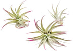 Fuchsia Colorful Tillandsia Air Plants - Long Lasting Color Enhanced Live Tillandsia Succulent House Plants - Home and Garden Decor - Easy Care Indoor/Outdoor Plants (Harrisii, Single)