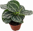 Calathea Green Goddess (4 inch) - Pet-Friendly Houseplants - Attractive Indoor Plants, Easy to Grow, Pet Safe Plants for Cats & Dogs, Ideal for Home Decor, Office & Gift