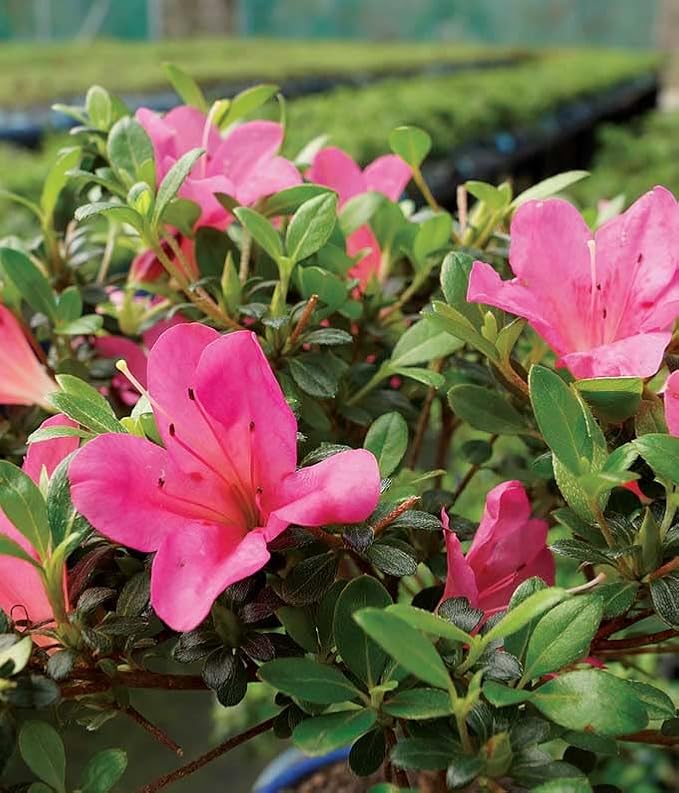 From You Flowers - Pink Azalea Bonsai for Birthday, Anniversary, Get Well or Celebration