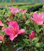 From You Flowers - Pink Azalea Bonsai for Birthday, Anniversary, Get Well or Celebration
