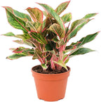 Chinese Evergreen 'Red Siam' (6 inch) - Air-Purifying Houseplants - 4/6 inch Unique Live Decorative Houseplants - Low-Maintenance Indoor Plants, House Warming Gift, Natural Air Purifier