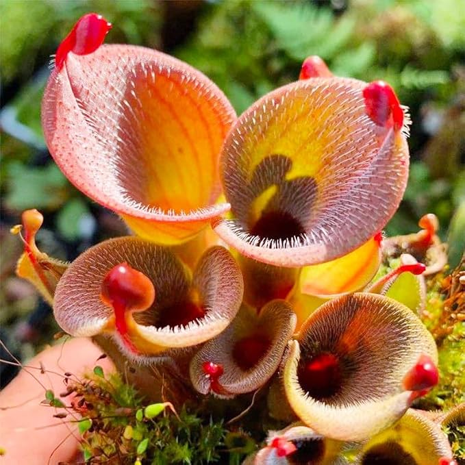 120+ Exotic Nepenthes Seeds for Planting - Non-GMO Heirloom Plant Seeds,Rare Tropical Species