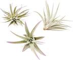 Lavender Colorful Tillandsia Air Plants - Long Lasting Color Enhanced Live Tillandsia Succulent House Plants - Home and Garden Decor - Easy Care Indoor and Outdoor Plants