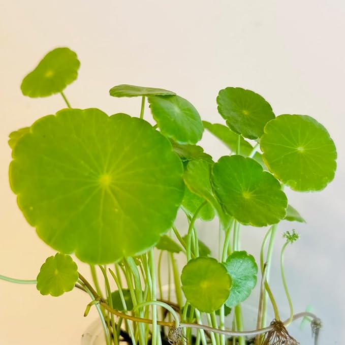 Pennywort Live Plant, Also Know as hydrocotyle vulgaris aqurium Plant, a Live Bundle Plant for Home or Garden, Easy to Grow in Pond or Moist Pot.