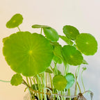 Pennywort Live Plant, Also Know as hydrocotyle vulgaris aqurium Plant, a Live Bundle Plant for Home or Garden, Easy to Grow in Pond or Moist Pot.