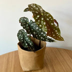Begonia Live Plant, Begonias Live Plant, Rare Begonias Plants, 5-7 Inches in Height for Indoor Houseplant (Polka Dot Angel Wing Begonia)
