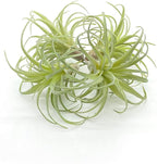 4 Pack Artificial Succulent Plants Flocked Air Plants Grass Faux Flocking Tillandsia Air Plants Bromeliads for Home Garden Decor Terrarium Project Fake Artificial Plants Arrangement
