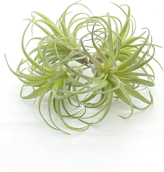 4 Pack Artificial Succulent Plants Flocked Air Plants Grass Faux Flocking Tillandsia Air Plants Bromeliads for Home Garden Decor Terrarium Project Fake Artificial Plants Arrangement