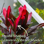 Hawaiian Ti Cordyline Plant - Tropical Foliage Plant - Overall Height 26" to 32" - Tropical Plants of Florida (Plant Only)