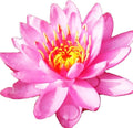 Live Water Lily Tuber Nymphaea Perry's Fire Opal Pink Red Hardy Aquatic Plants for Aquarium Freshwater Fish Pond Flower Garden