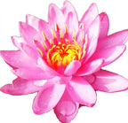 Live Water Lily Tuber Nymphaea Perry's Fire Opal Pink Red Hardy Aquatic Plants for Aquarium Freshwater Fish Pond Flower Garden