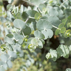 Fragrant Starter Eucalyptus Tree Plant Live, 5-8 Inches Tall, Dormant, Fragrant Leaf for Home Decor, Ready for Transplant (Silver Dollar)
