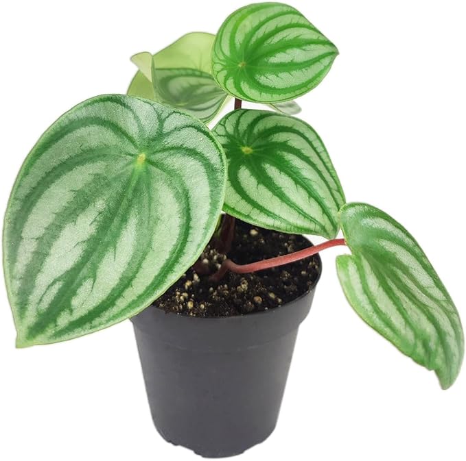 Peperomia Watermelon (4 inch) - Pet-Friendly Houseplants - Attractive Indoor Plants, Easy to Grow, Pet Safe Plants for Cats & Dogs, Ideal for Home Decor, Office & Gift