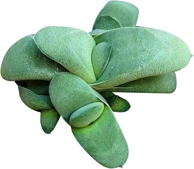 Gasteria Ox Tongue Succulent - Unique Succulent Plant - Gasteria Plants Live - Live Healthy Succulents (2" + Clay Pot)