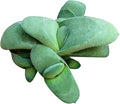 Gasteria Ox Tongue Succulent - Unique Succulent Plant - Gasteria Plants Live - Live Healthy Succulents (2 inch)