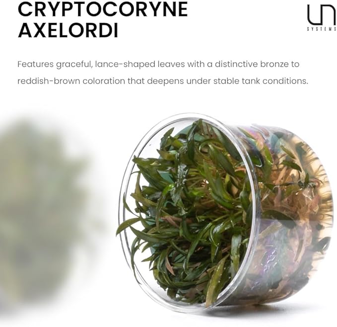 Ultum Nature Systems Cryptocoryne Axelrodi Tissue Culture Live Plant for Aquarium, Aquascaping, Freshwater Fish Tanks - 100% Snail Free in Vitro