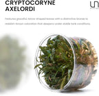 Ultum Nature Systems Cryptocoryne Axelrodi Tissue Culture Live Plant for Aquarium, Aquascaping, Freshwater Fish Tanks - 100% Snail Free in Vitro