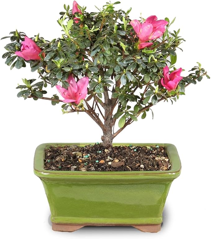 Brussel's Bonsai - Live Satsuki Azalea Flowering Bonsai Tree in Ceramic Bonsai Pot, Outdoor Bonsai Tree Live Plant, 5 Years Old, 5-8 Inches Tall, Easy Care Plant for Patio Garden (Small)