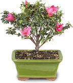 Brussel's Bonsai - Live Satsuki Azalea Flowering Bonsai Tree in Ceramic Bonsai Pot, Outdoor Bonsai Tree Live Plant, 5 Years Old, 5-8 Inches Tall, Easy Care Plant for Patio Garden (Small)