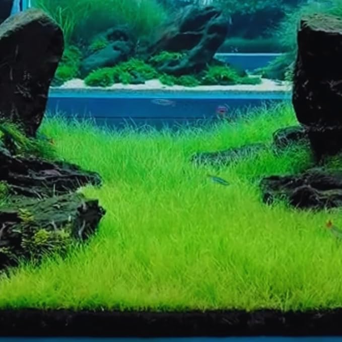 21 Stems of Aquarium Plants Live, Dwaft Hairgrass Grass Plants Live, Live Aquarium Plants, 4 to 6 Inc Tall Seedling for Planting Pond, Aquarium Grass Plants