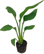 Live Orange Birds of Paradise Plant - ‘Orange Birds of Paradise’ Strelitzia Reginae - ragnaroc Tropical Plant 6-10” Tall - 1ct - Live Arrival Guaranteed - House Plants for Home Decor & Gift